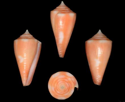 Image of flamingo cone