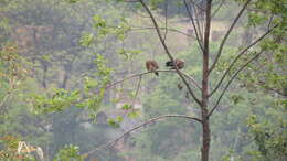 Image of Oriental Turtle Dove