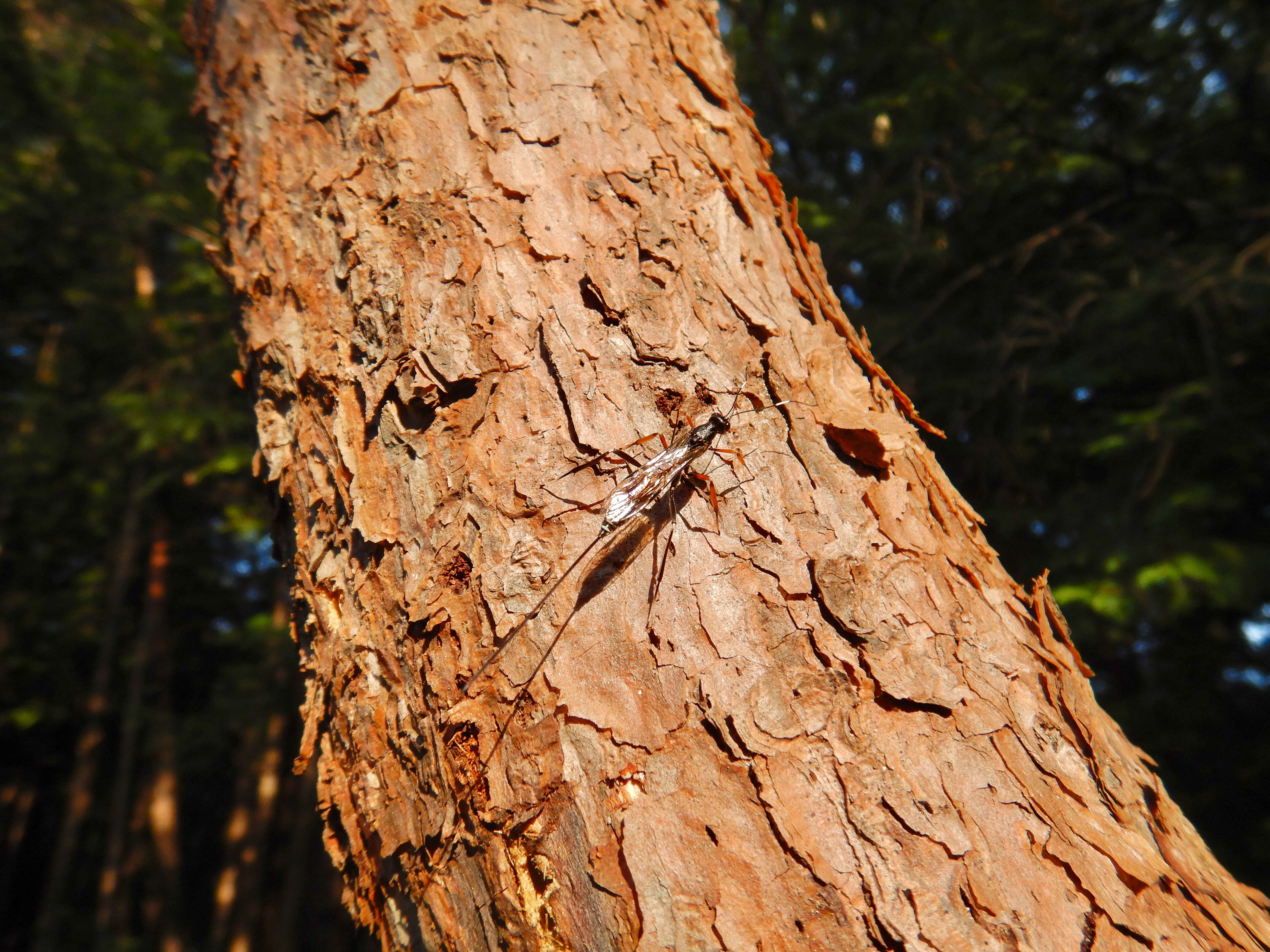 Image of Sabre wasp