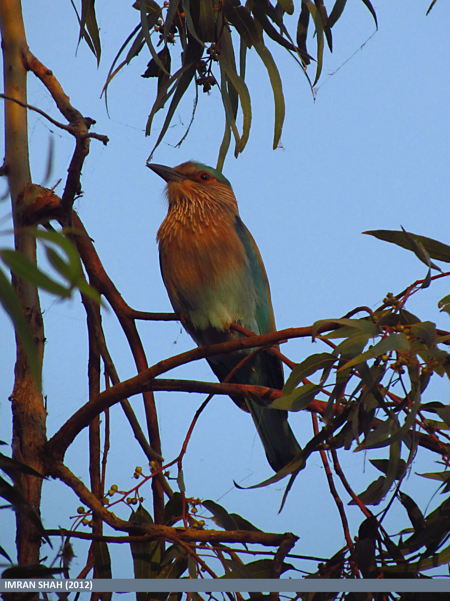 Image of Indian Roller