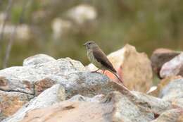 Image of Cape Siskin