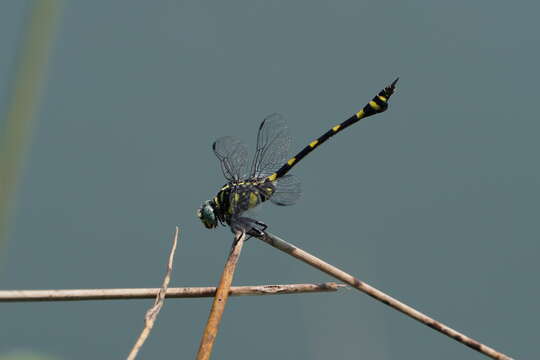 صورة Ictinogomphus rapax (Rambur 1842)