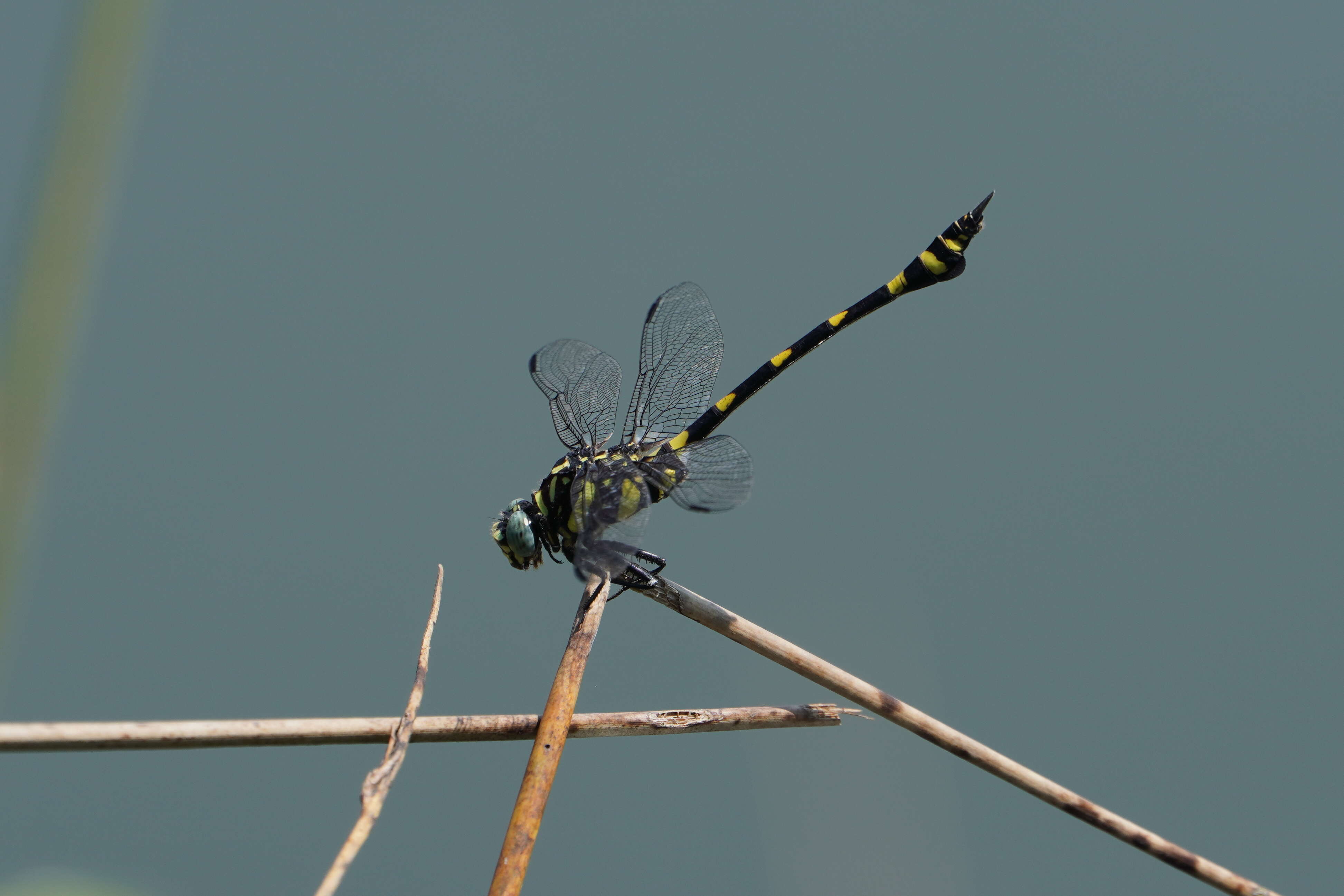 صورة Ictinogomphus rapax (Rambur 1842)