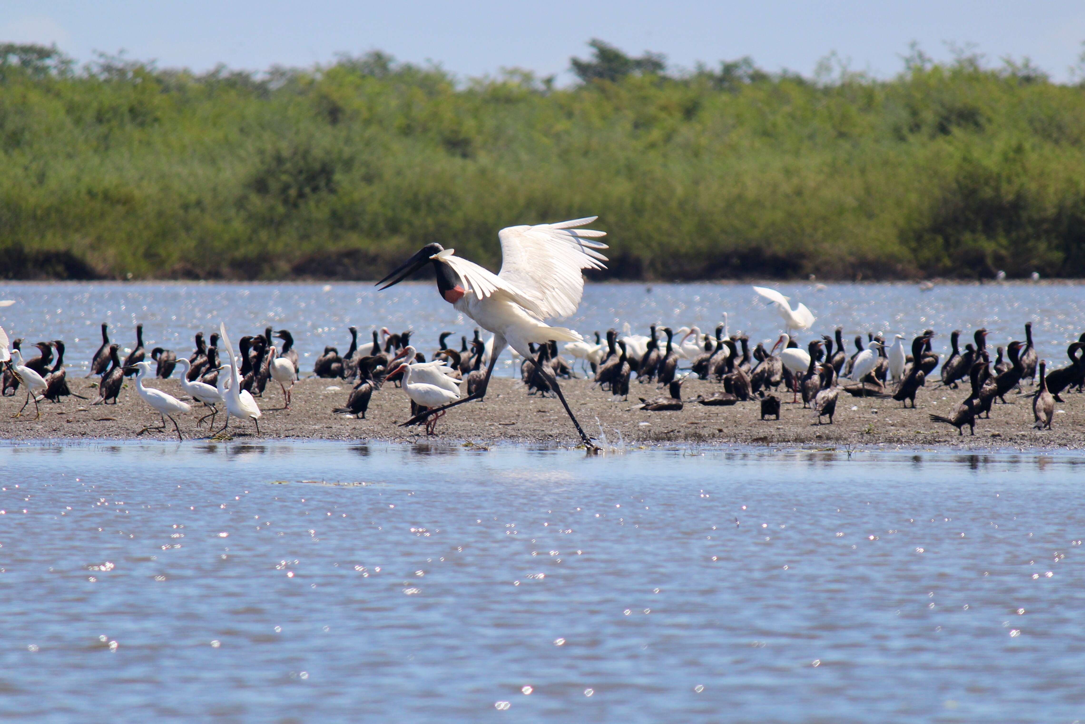 Image of Jabiru Hellmayr 1906