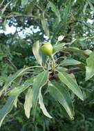 Plancia ëd Pyrus salicifolia Pall.