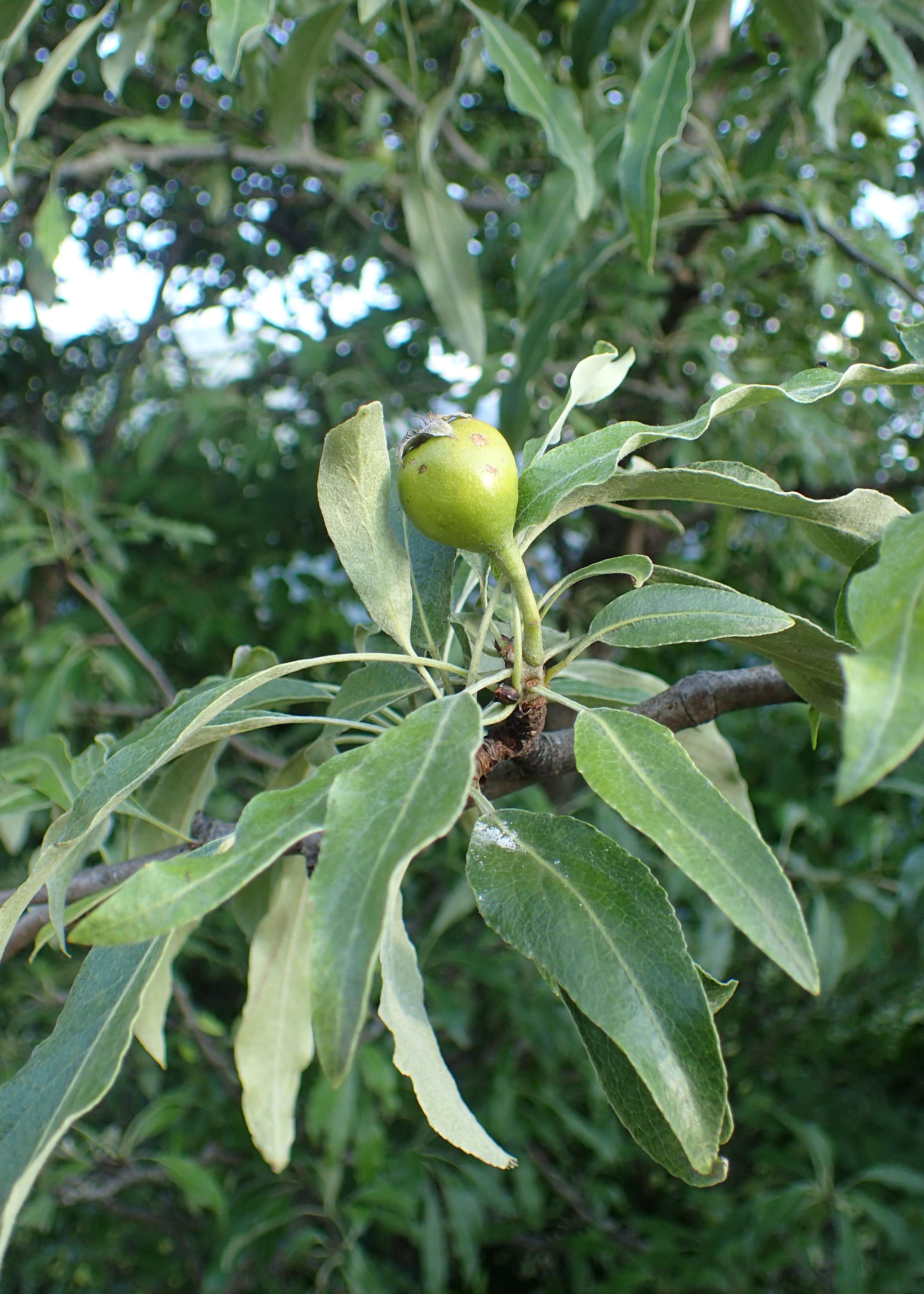 Plancia ëd Pyrus salicifolia Pall.