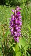 Dactylorhiza incarnata (L.) Soó resmi