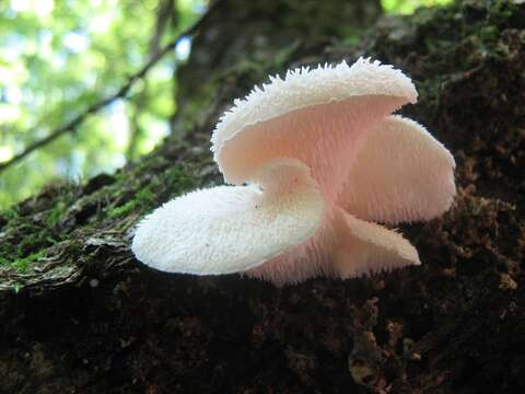 Image of Hericium cirrhatum (Pers.) Nikol. 1950