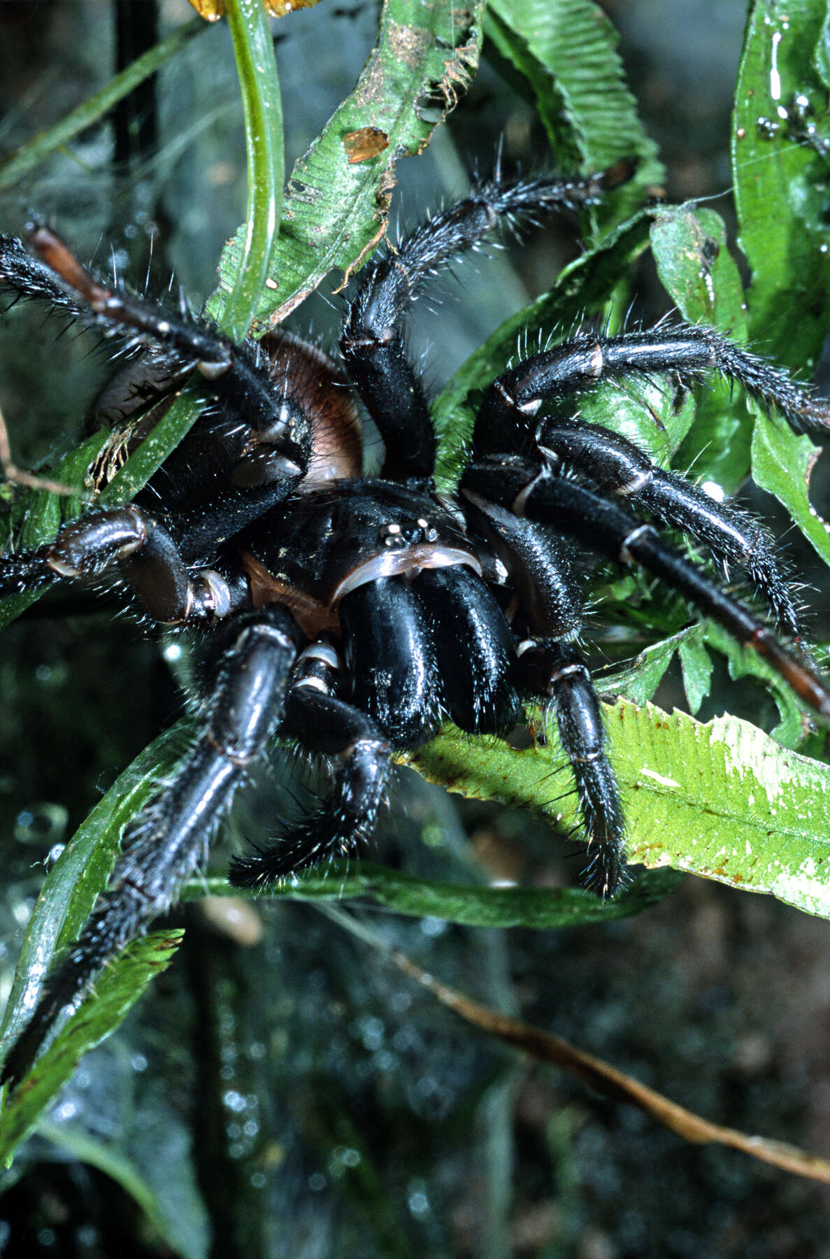 Image of Black tunnelweb