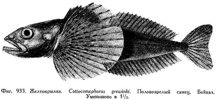 Image of Cottocomephorus