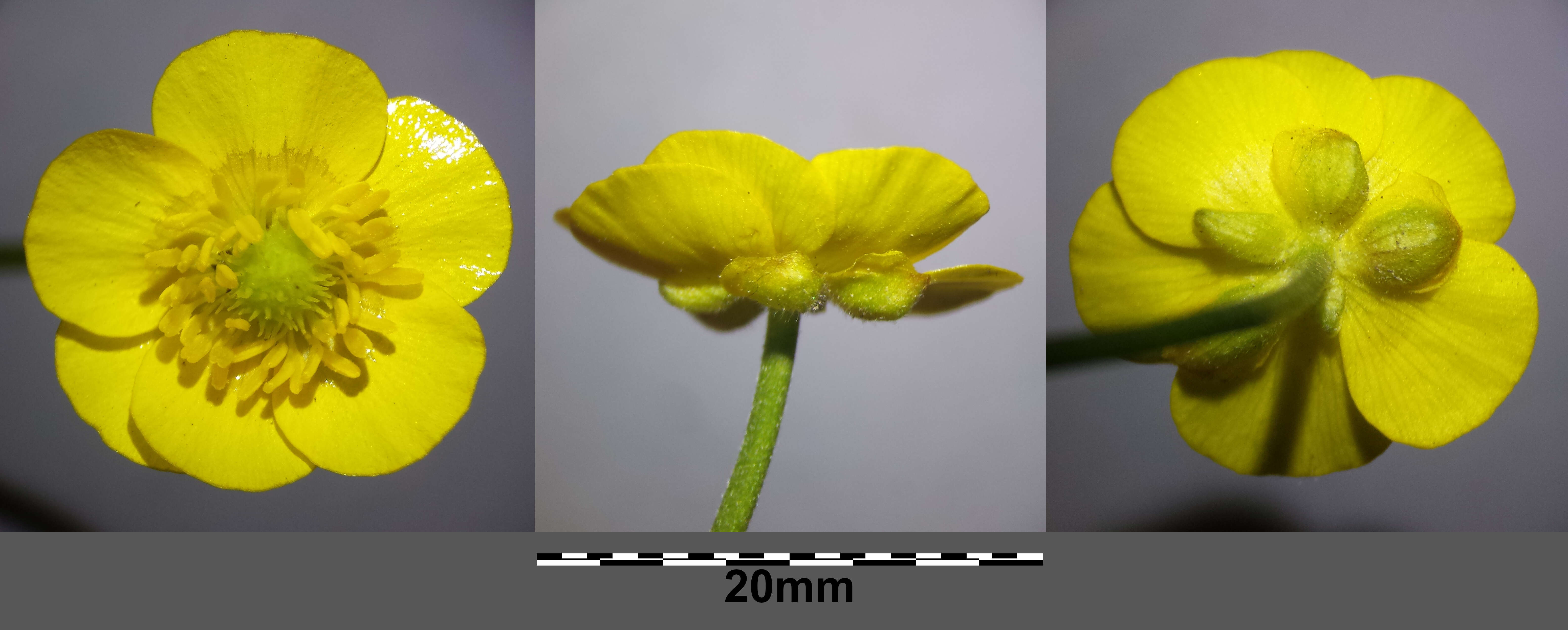 Image of Goldilocks Buttercup