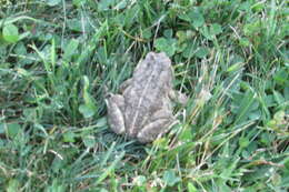 Image of American Toad