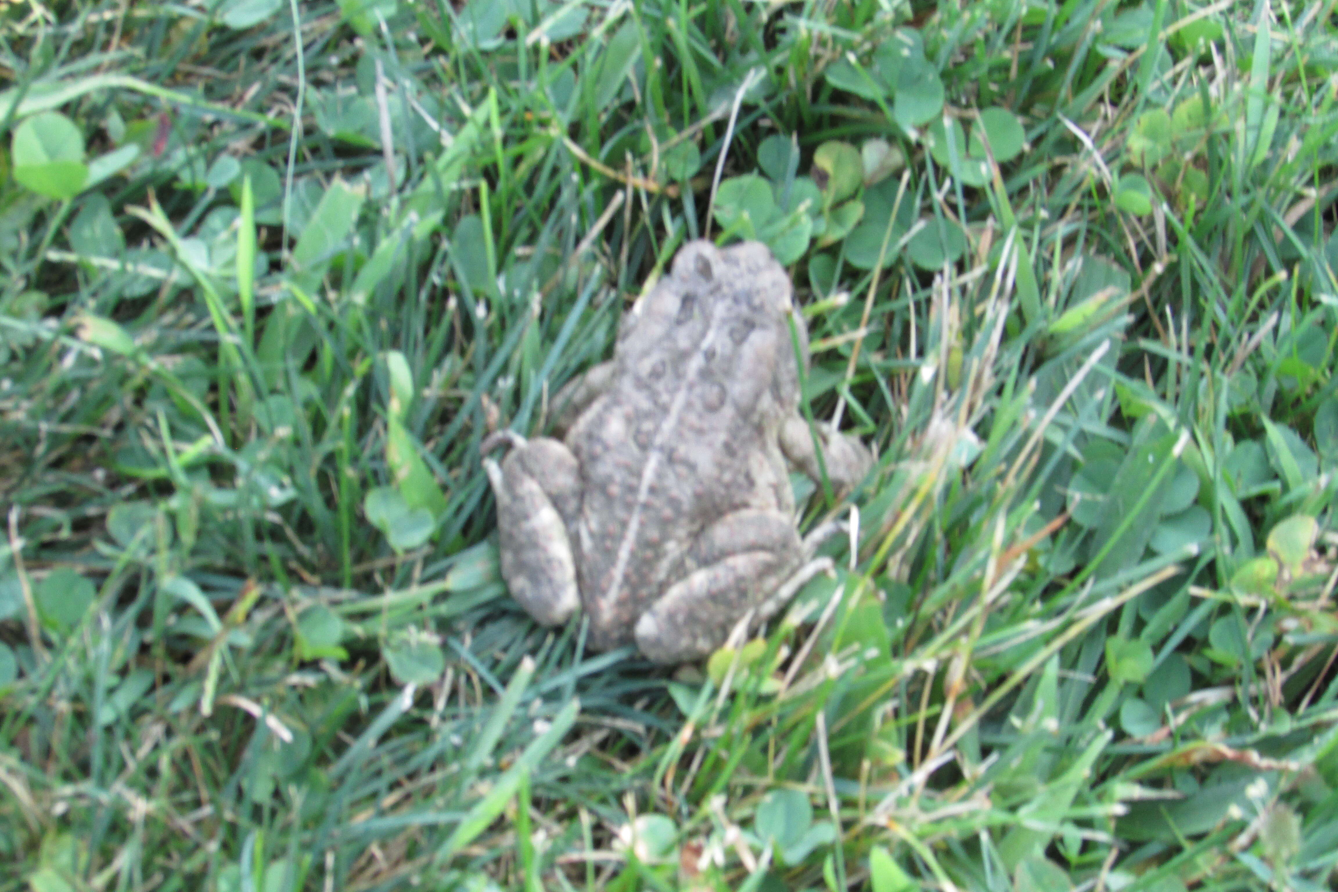 Image of American Toad