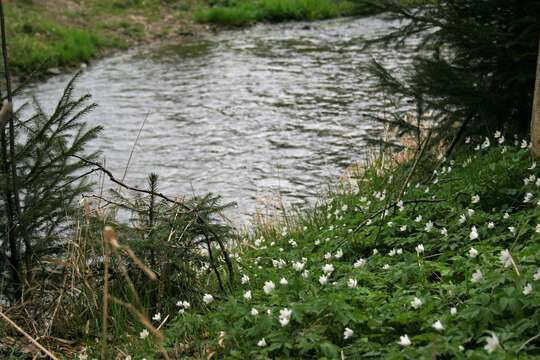 Image of European thimbleweed