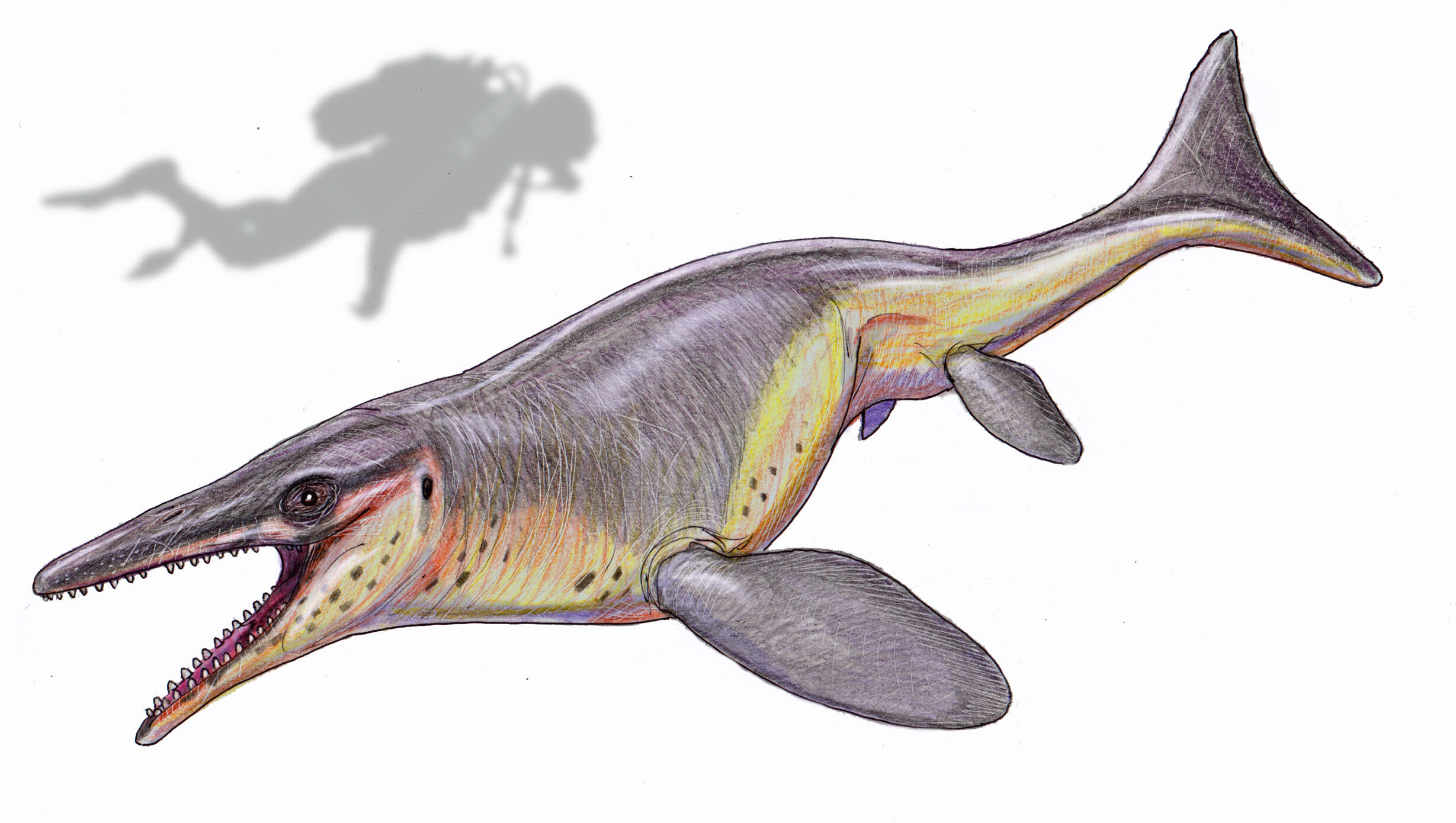 Image de Mosasaurinae