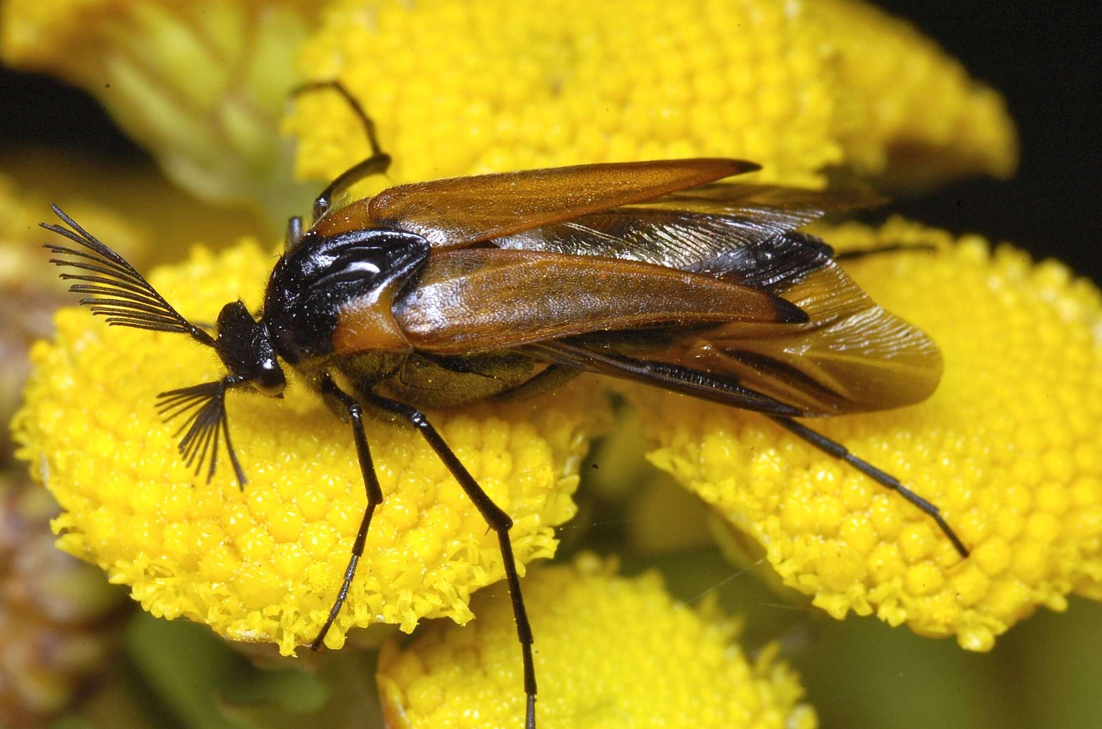 Image de Metoecus paradoxus