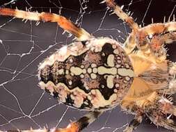 Image of Garden spider