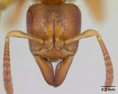 Imagem de Centromyrmex ereptor