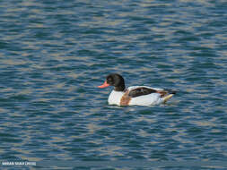 Image of shelduck, common shelduck