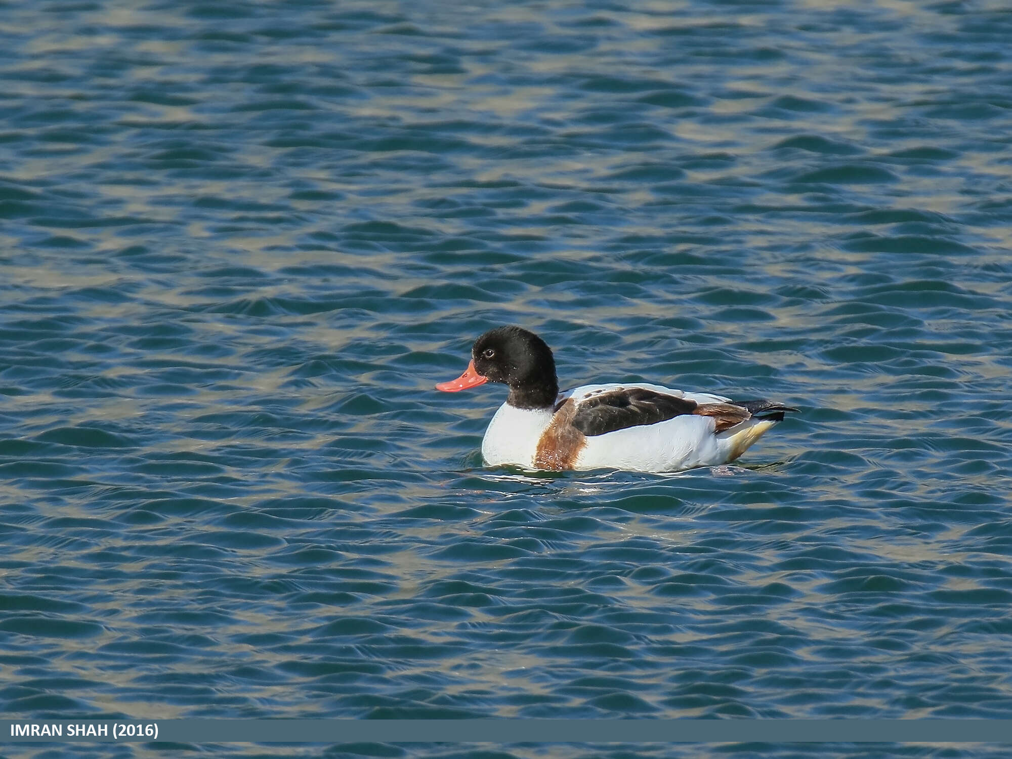 Image of shelduck, common shelduck