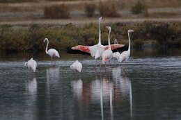 Imagem de Phoenicopterus roseus Pallas 1811