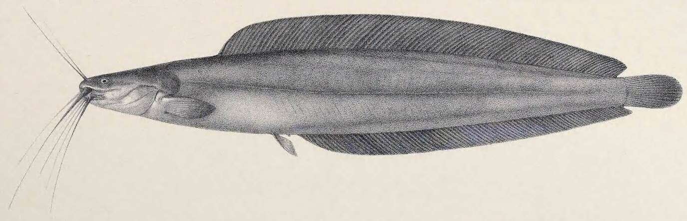 Image of Werner's Catfish