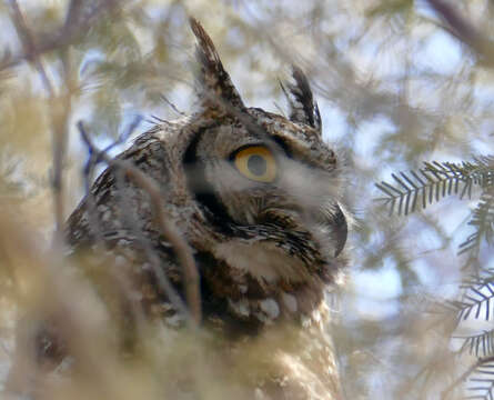 Image of Spotted Eagle-Owl