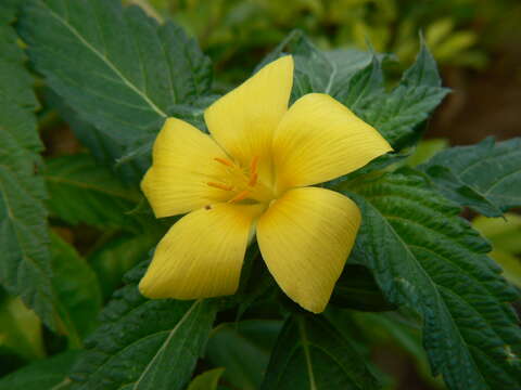 Imagem de Turnera ulmifolia L.