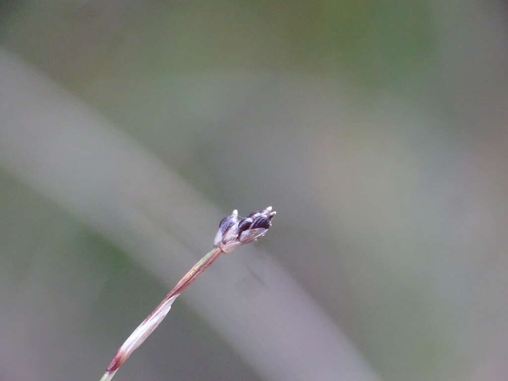 Image of bristleleaf sedge