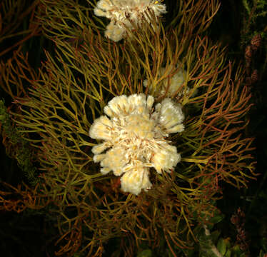 Image of Serruria glomerata (L.) R. Br.