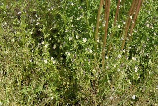 Image of Field Pansy