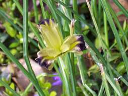 Image of Iris tuberosa L.