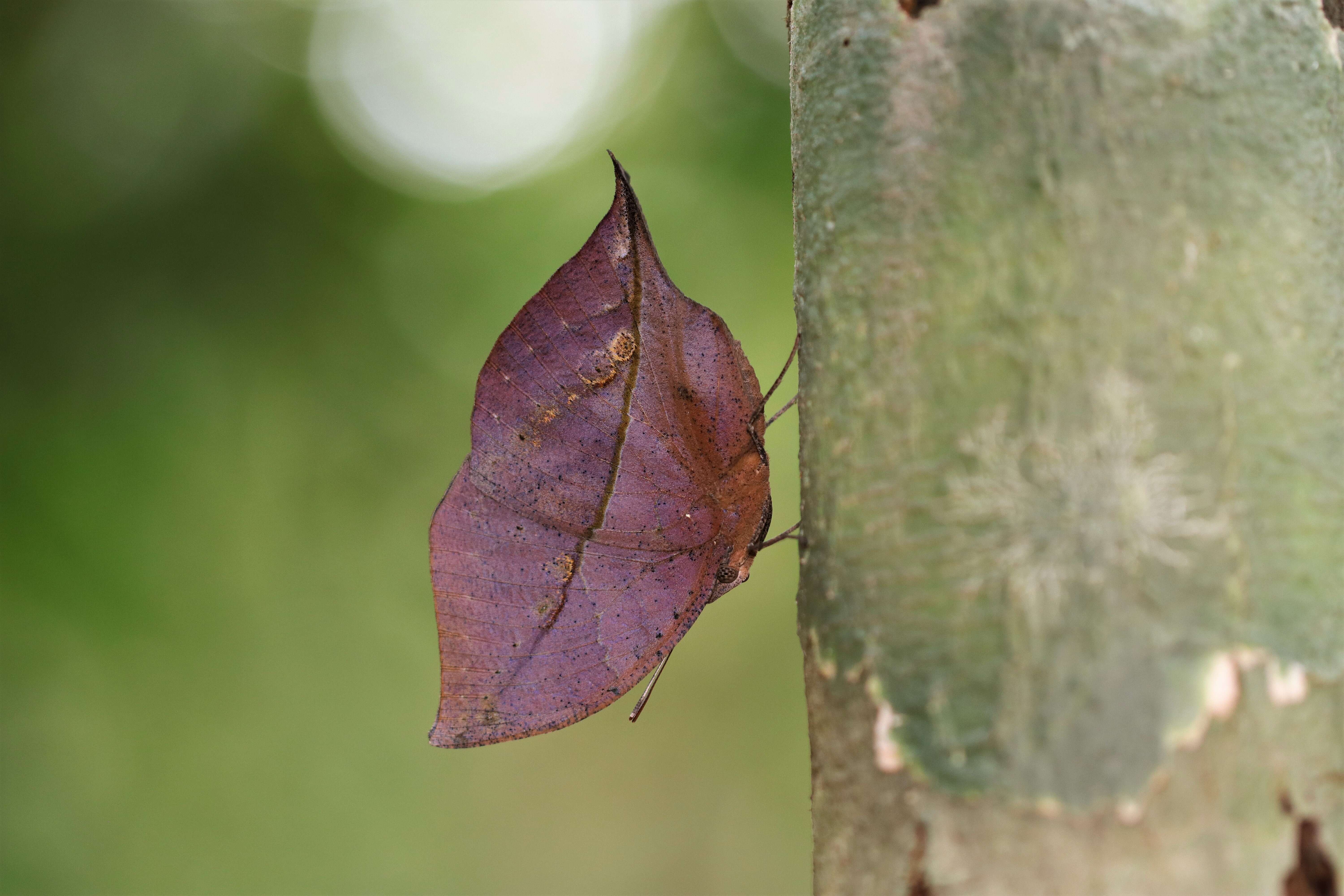 Image of Sahyadri blue oakleaf