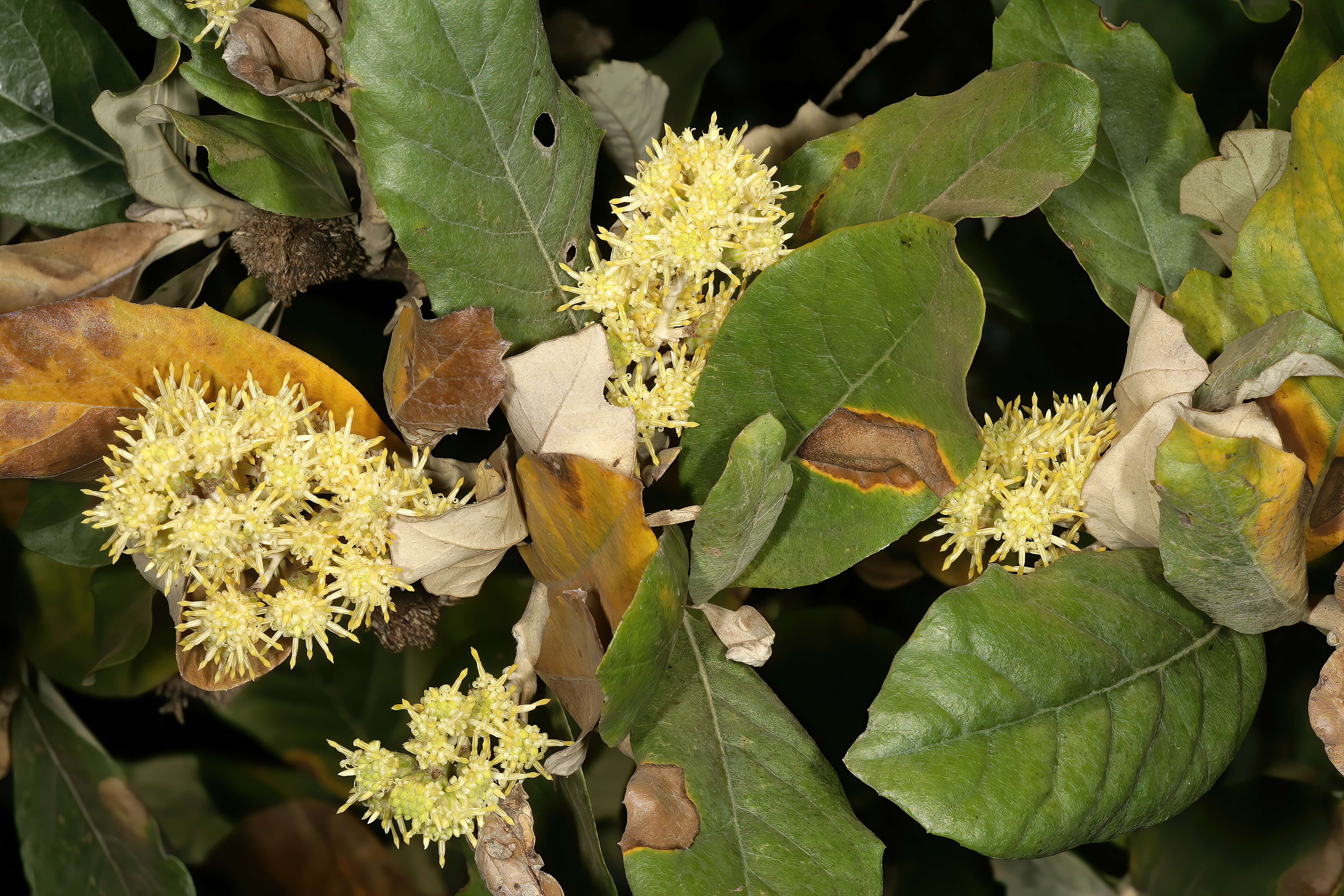 Image of Brachylaena discolor var. rotundata (S. Moore) H. J. Beentje