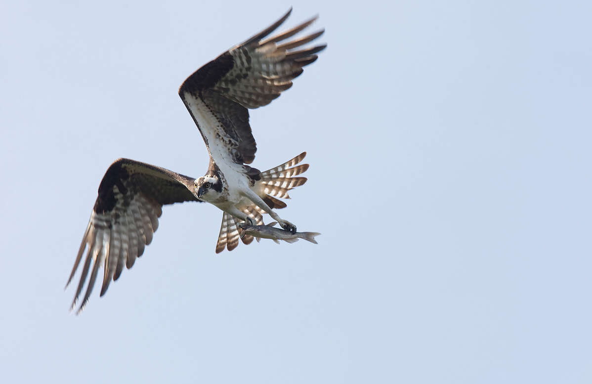 Image of ospreys