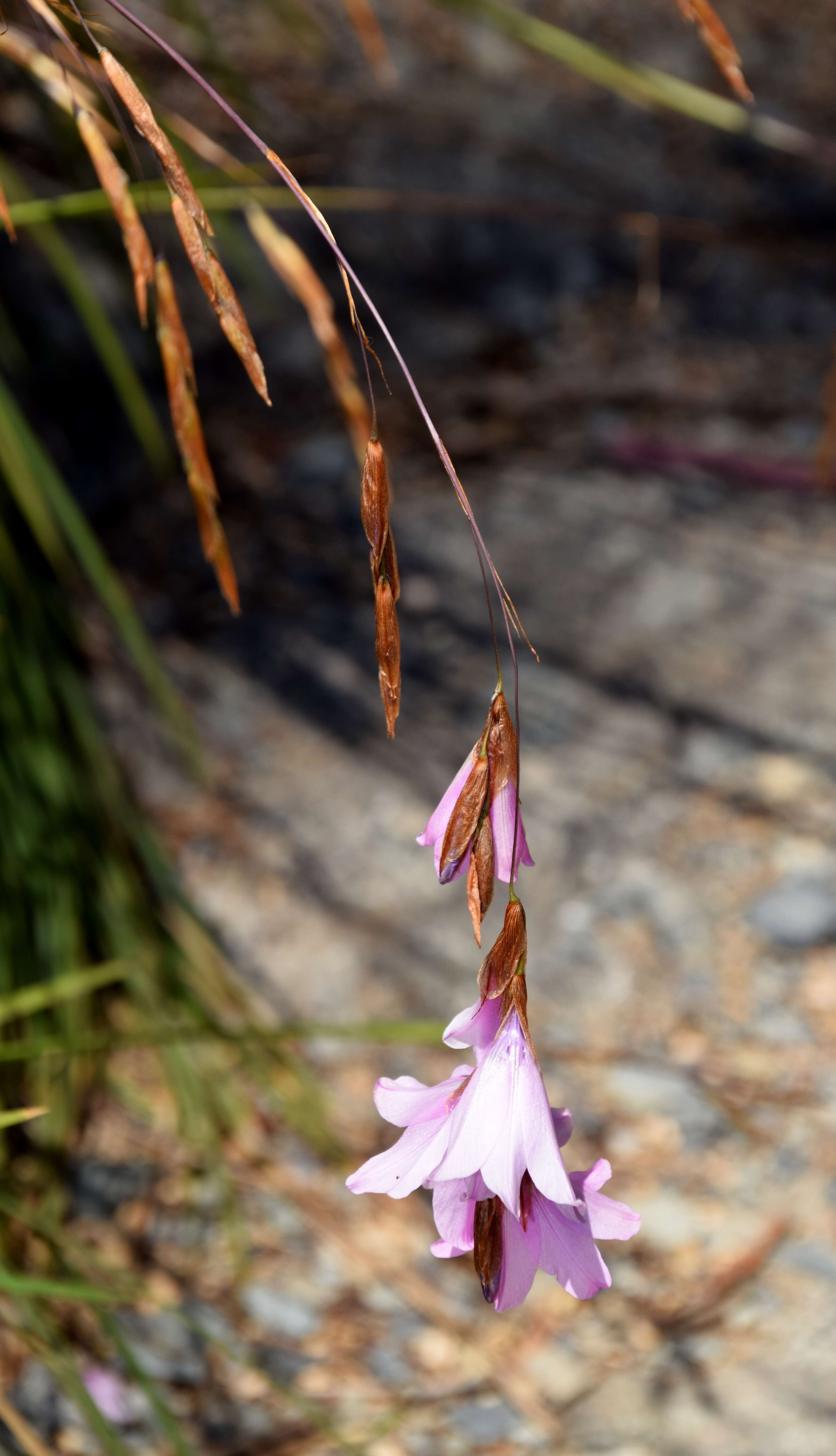 Image of Dierama pauciflorum N. E. Br.