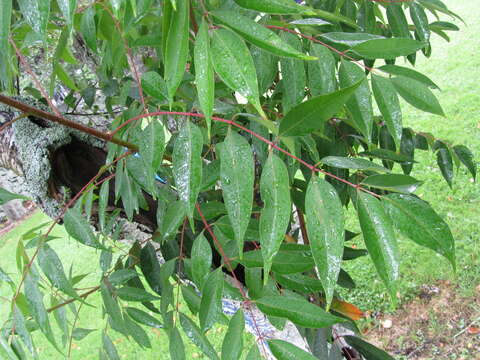 Image de arbre à cire