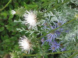 Image of Cynara humilis L.