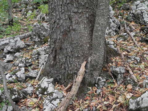 Image of Turkish Hazel