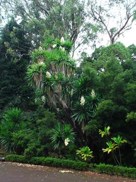 Image of moundlily yucca