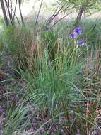 Image of German Iris