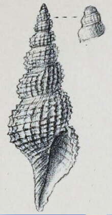 Image of Veprecula arethusa (Dall 1918)