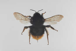 Image of Shrill carder bee