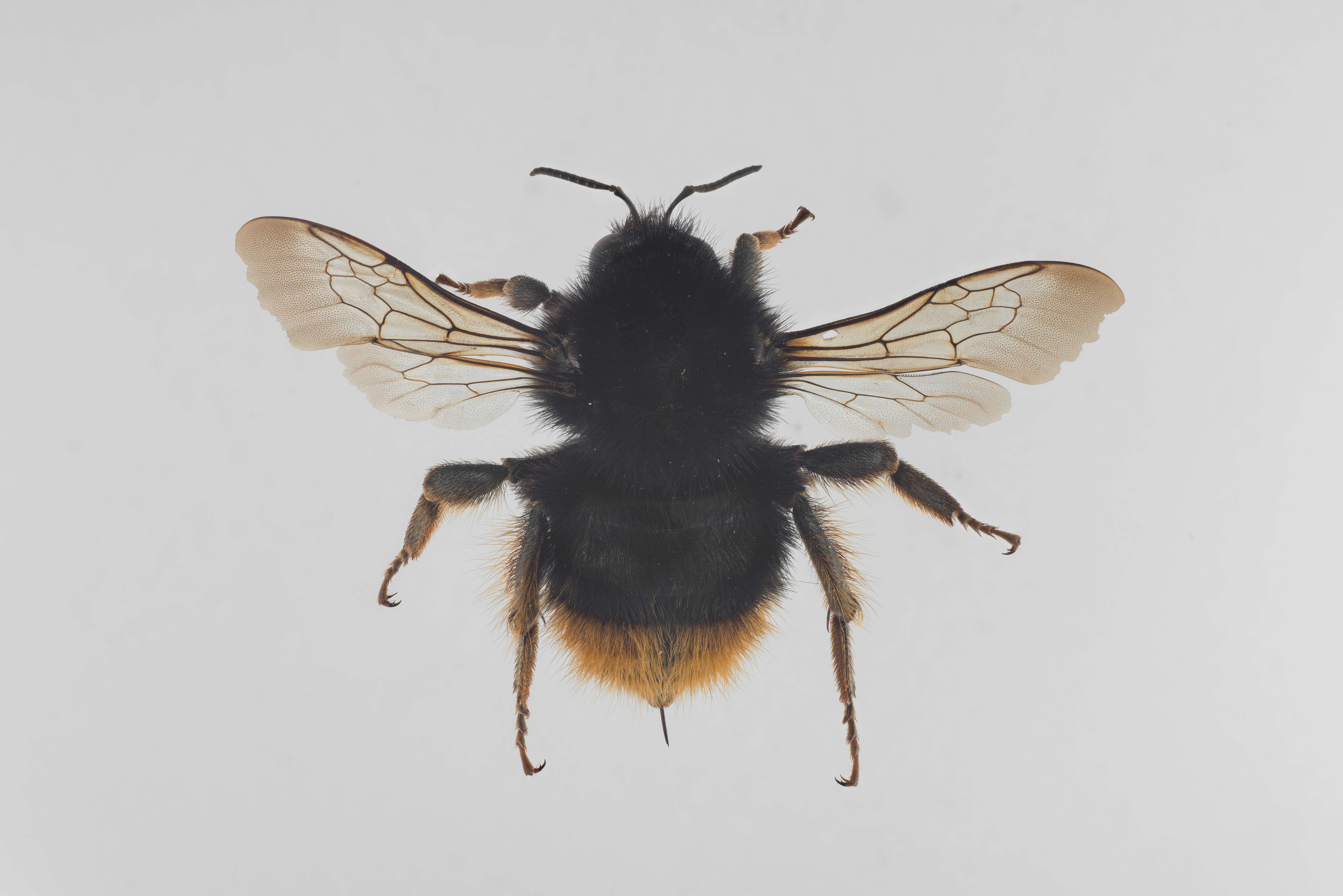 Image of Shrill carder bee