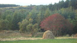 Image of rowan,  moutain ash