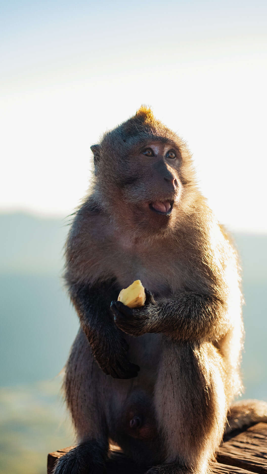 Image of Long-tailed Macaque