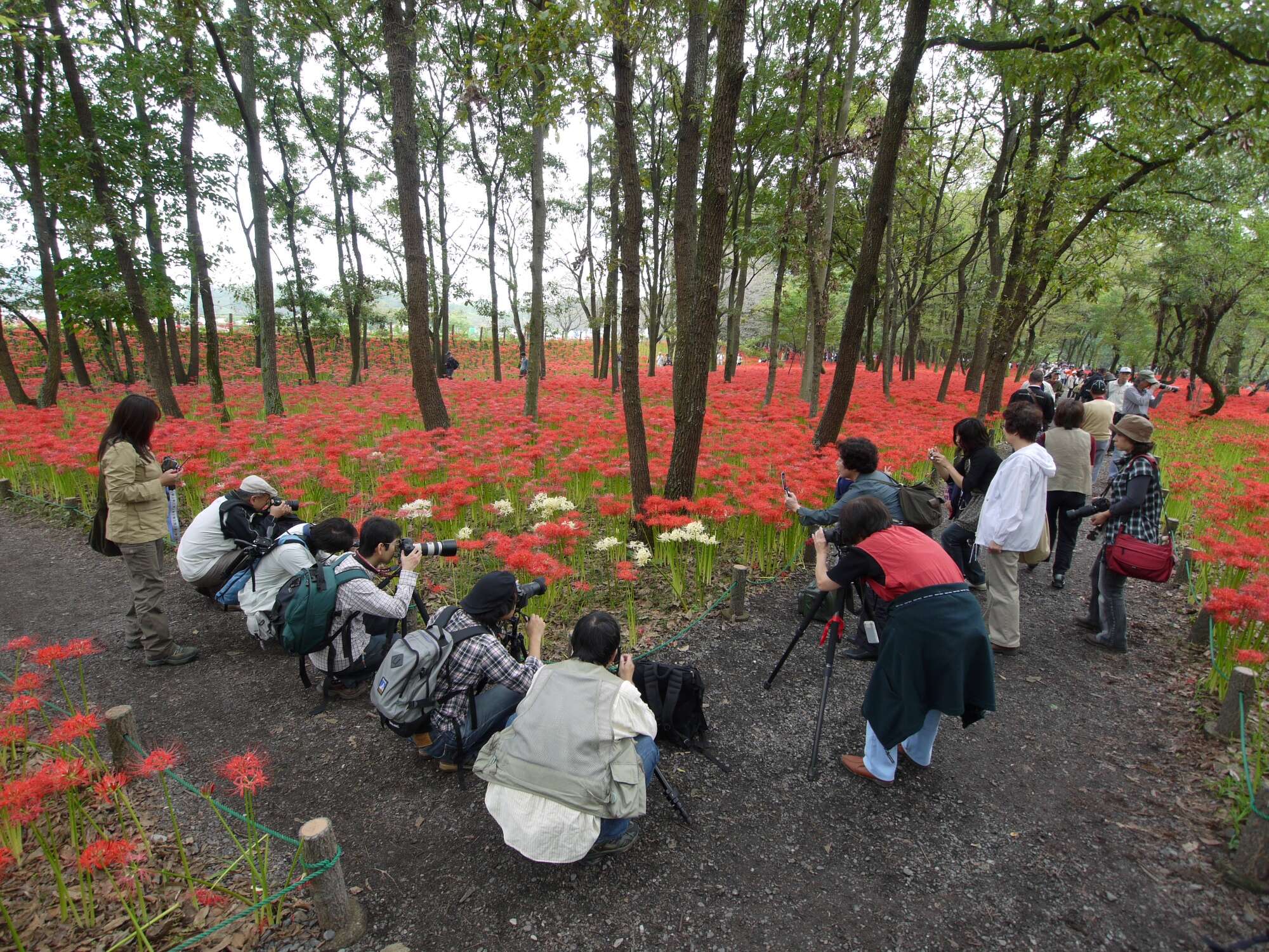 Image of red spider lily