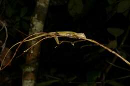 Image of Dusky Earless Agama