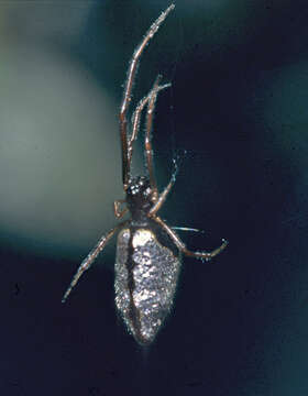 Image of Dewdrop Spiders