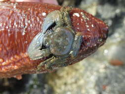 Image of flattop crab